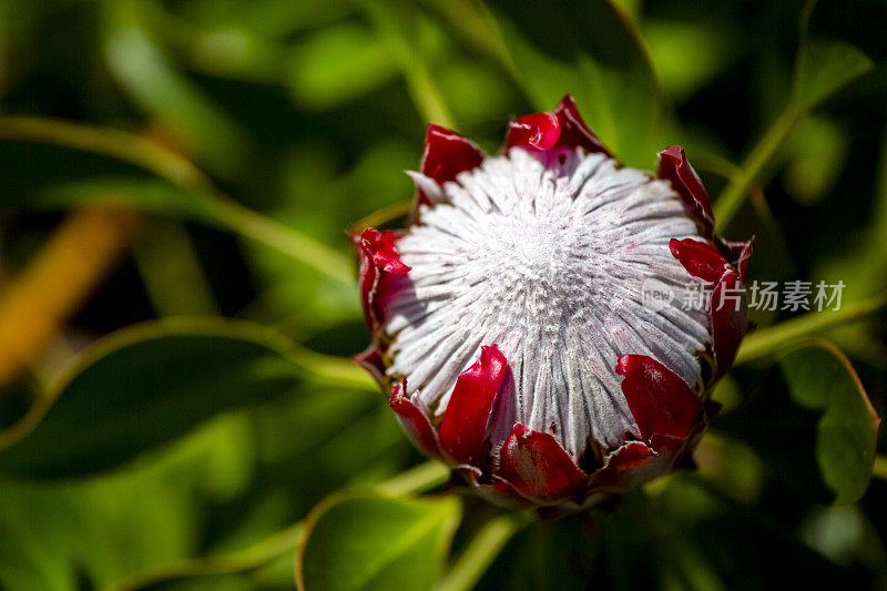 Flowerin Protea，美丽的自然背景与复制空间